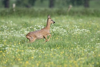 Young european roe deer (Capreolus capreolus) jumping in a meadow with yellow and white flowers,