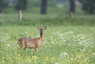 Young european roe deer (Capreolus capreolus) standing in a meadow with yellow and white flowers,