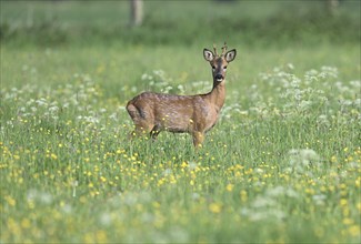 Young european roe deer (Capreolus capreolus) standing in a meadow with yellow and white flowers,