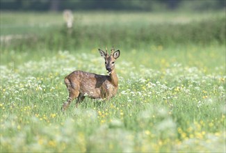 JYoung european roe deer (Capreolus capreolus) standing in a meadow with yellow and white flowers