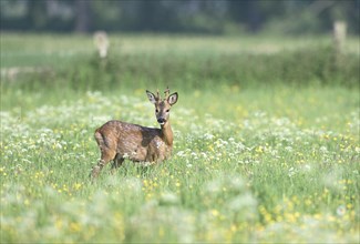 Young european roe deer (Capreolus capreolus) standing in a meadow with yellow and white flowers