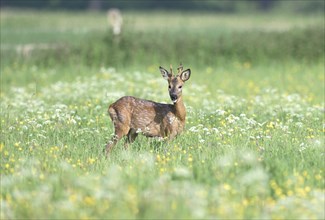 Young european roe deer (Capreolus capreolus) standing in a meadow with yellow and white flowers