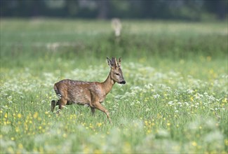 Young european roe deer (Capreolus capreolus) running in a meadow with yellow and white flowers,