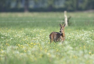 Young european roe deer (Capreolus capreolus) standing in a meadow with yellow and white flowers,