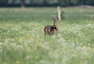 Young european roe deer (Capreolus capreolus) standing in a meadow with yellow and white flowers,