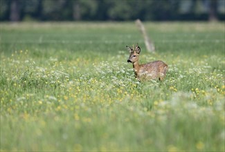 Young european roe deer (Capreolus capreolus) standing in a meadow with yellow and white flowers,