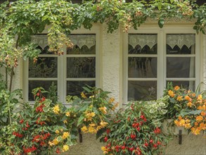 Two windows with decorative flowers and ivy in front, Werl, North Rhine-Westphalia, Germany, Europe