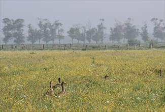 Several alert greylag geese (Anser anser) standing in a meadow with yellow flowers, Lower Rhine,