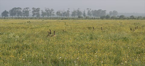 Several alert greylag geese (Anser anser) standing in a meadow with yellow flowers, Lower Rhine,