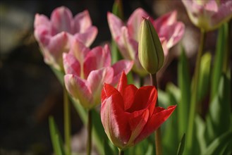 Close-up of red and pink blooming tulips in a garden reflecting spring, Vreden, North