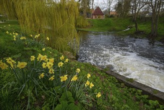 Yellow daffodils bloom near a flowing river surrounded by lush greenery and hanging willow trees,