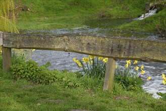 Wild daffodils blooming next to an old wooden railing with a river in the background, Vreden, North