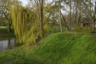 Green meadow with willows and a stream, surrounded by trees, Vreden, North Rhine-Westphalia,