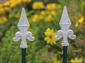 White fence tops against a background of yellow flowers in a garden, SChermbeck North