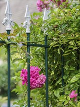 Metal fence with white tops, surrounded by pink flowers and green climbing plants, SChermbeck North