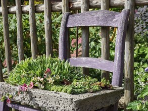 A purple chair in the garden with a stone plant bowl containing various succulents, SChermbeck