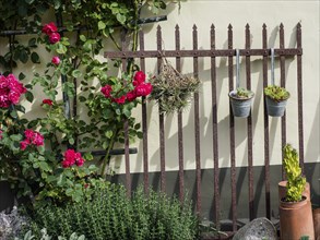 Garden with a high iron fence, decorated with roses and small pots with plants, surrounded by green