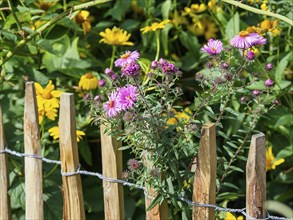 Close-up of a garden with a wooden fence behind which various flowers are blooming colourfully,