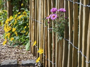A wooden fence between which yellow and purple flowers bloom brings autumnal naturalness to the