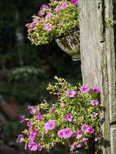 Pink flowers in flower pots hanging from a wooden fence in the garden, SChermbeck North