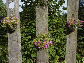 Three vertical wooden boards with hanging flowers in pink blossoms against a backdrop of green