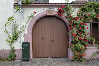 Yard gate in a winegrower's house with rosebush in the historic Theresienstrasse, Rhodt unter