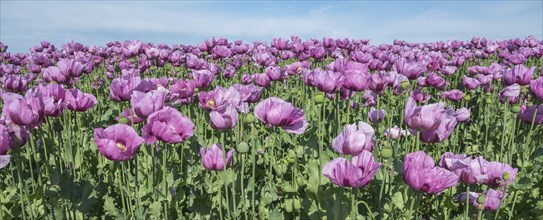 Opium poppy (Papaver somniferum), cultivation of edible poppy, poppy field, Donnersbergkreis,