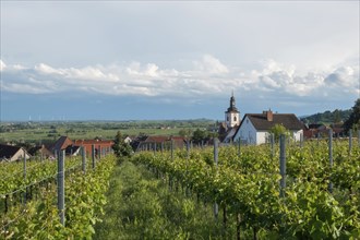 View over vineyards to the wine village Weyher, German or Southern Wine Route, Southern Palatinate,