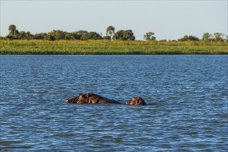 Two submerged hippos in a lake