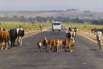 Animals walking down the road