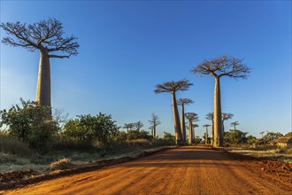 Baobab trees at the avenue of the baobabs in Madagascar