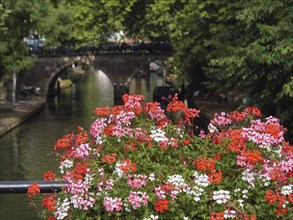 Blooming flowers over a canal, near a bridge, reflecting in the water in a natural, summer setting,