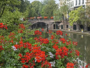 Bright flowers in front of a canal, a bridge and urban buildings on a summer's day, utrecht,