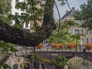 View through a winding tree trunk onto a bridge over a canal, flanked by blooming flowers and