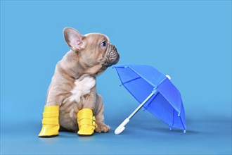 French Bulldog dog puppy wearing yellow rain rubber boots sitting next to umbrella on blue