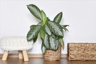 Tropical 'Aglaonema Silver Bay' houseplant with silver pattern in basket pot in front of white wall