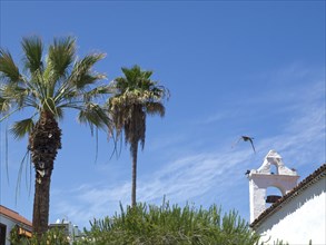 Two tall palm trees and a building in the background with a bird in flight, Puerto de la cruz,