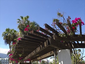 Pergola with flowers and palm trees against a clear blue sky in a summery atmosphere