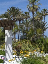 Picture of palm trees and a pergola decorated with flowers in a sunny, tropical atmosphere