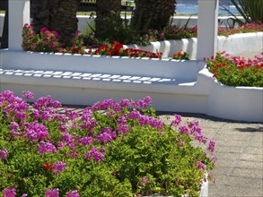 Blooming pink flowers in a bed by a white pavilion along a paved footpath, Puerto de la cruz,