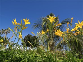 Yellow flowers against a deep blue sky and palm trees in the background in a sunny natural setting,