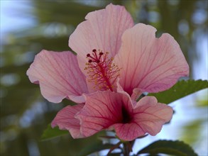 Close-up of a pink hibiscus flower with clearly visible stamens in the sunlight, Puerto de la cruz,