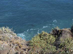 View from a cliff to the blue sea, surrounded by cacti and other plants, Puerto de la cruz,