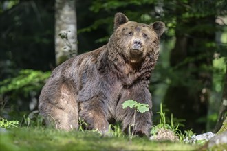 European brown bear (Ursus arctos arctos) in the forest, adult male, Notranjska region, Slovenia,
