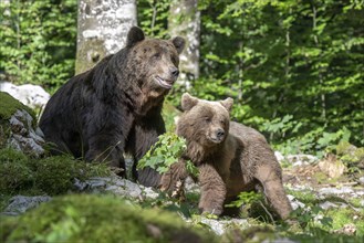 Be European brown bears (Ursus arctos arctos) in the forest, Notranjska region, Slovenia, Europe