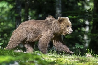 European brown bear (Ursus arctos arctos) in the forest, Notranjska region, Slovenia, Europe