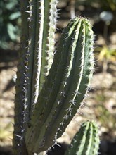 Vertically erect green cactus with pointed spines under sunlight, Puerto de la cruz, tenerife,