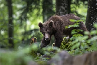 European brown bear (Ursus arctos arctos) in the forest, Notranjska region, Slovenia, Europe