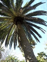 View from below of a tall palm tree with a blue sky in the background