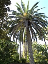 Tall palm trees with dense foliage against a sunny sky in a tropical atmosphere, Puerto de la cruz,